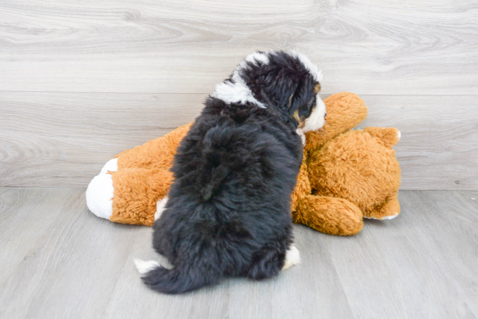 Mini Bernedoodle Pup Being Cute