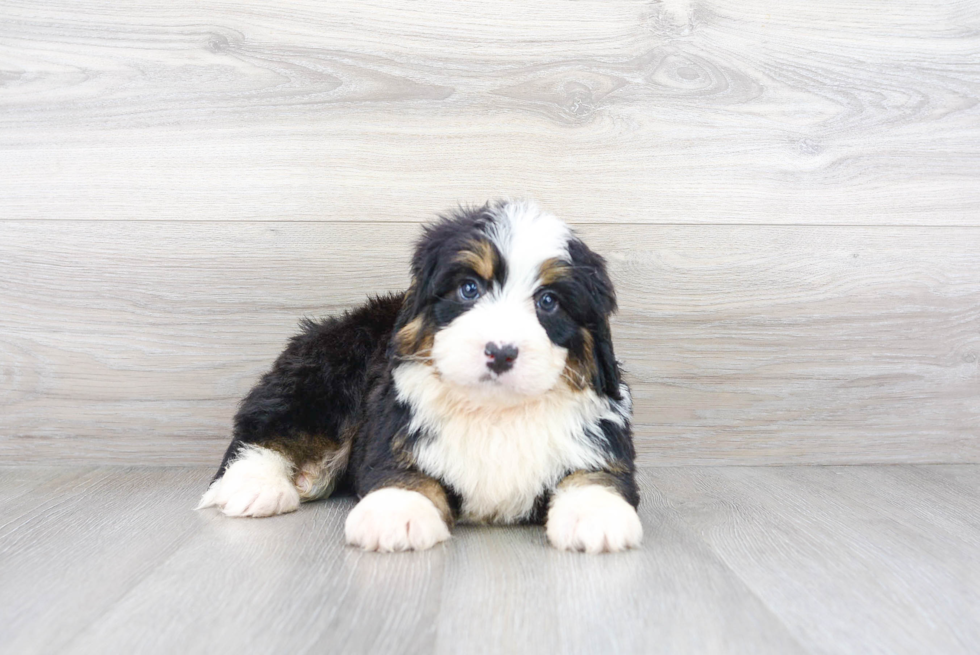 Little Bernadoodle Poodle Mix Puppy