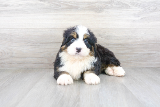 Petite Mini Bernedoodle Poodle Mix Pup