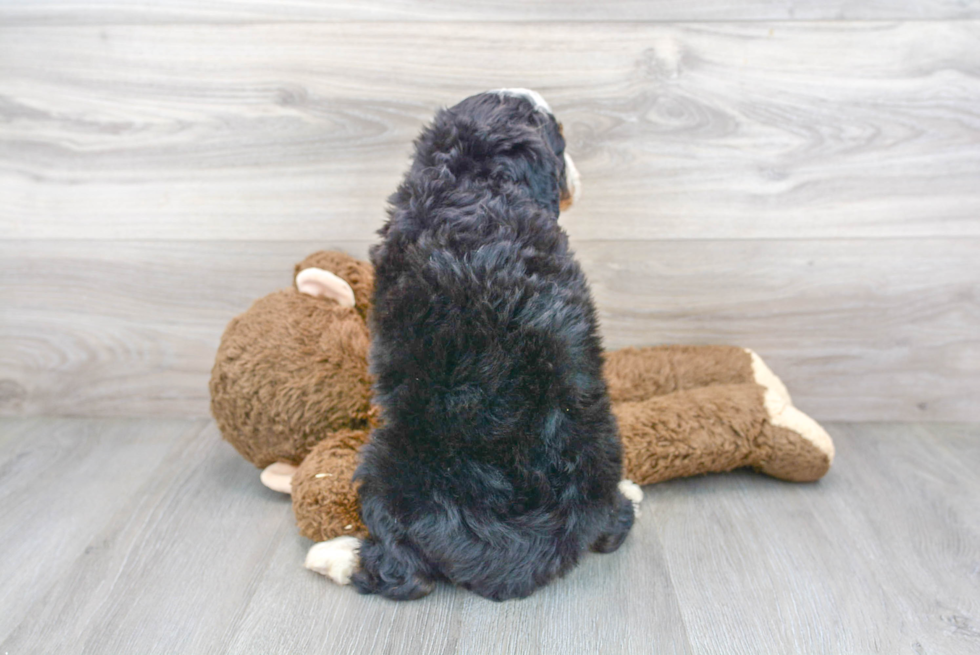 Happy Mini Bernedoodle Baby