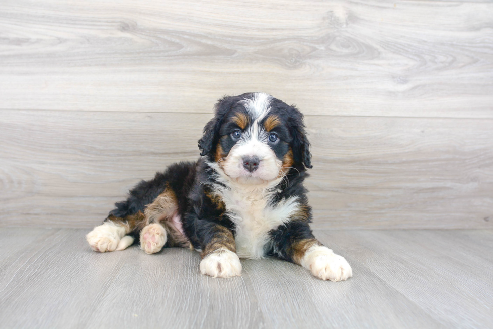 Cute Mini Bernedoodle Baby