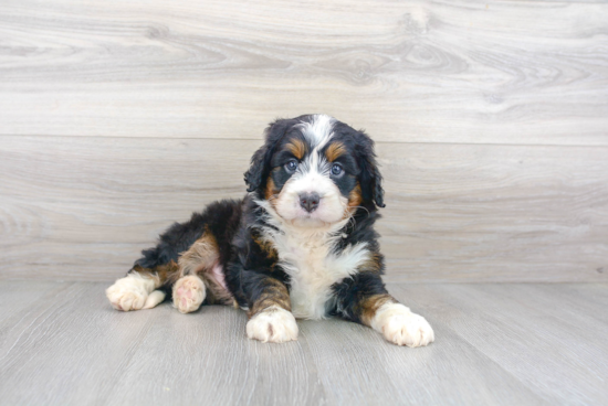 Cute Mini Bernedoodle Baby