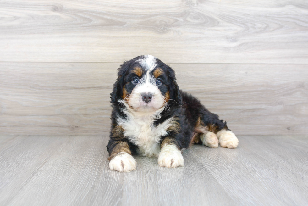 Best Mini Bernedoodle Baby