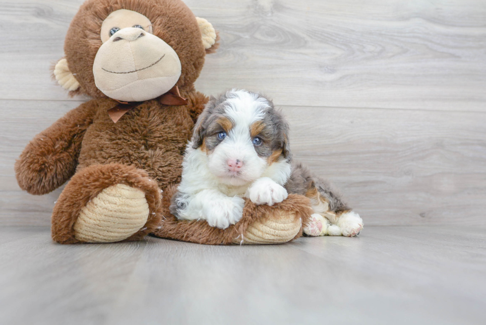 Best Mini Bernedoodle Baby