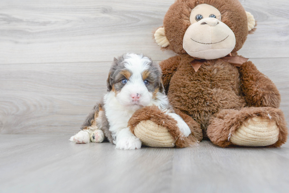 Playful Mini Berniedoodle Poodle Mix Puppy