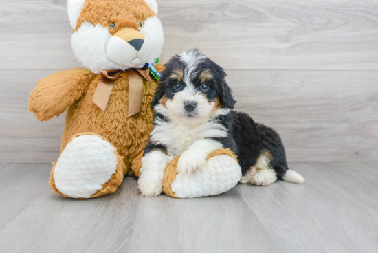 Mini Bernedoodle Puppy for Adoption