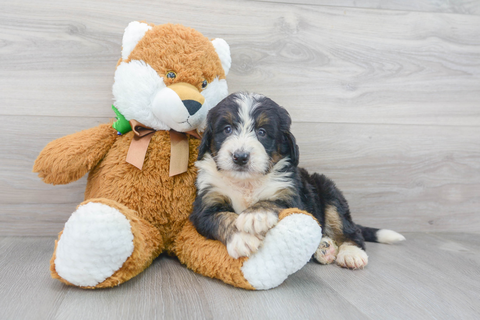 Best Mini Bernedoodle Baby