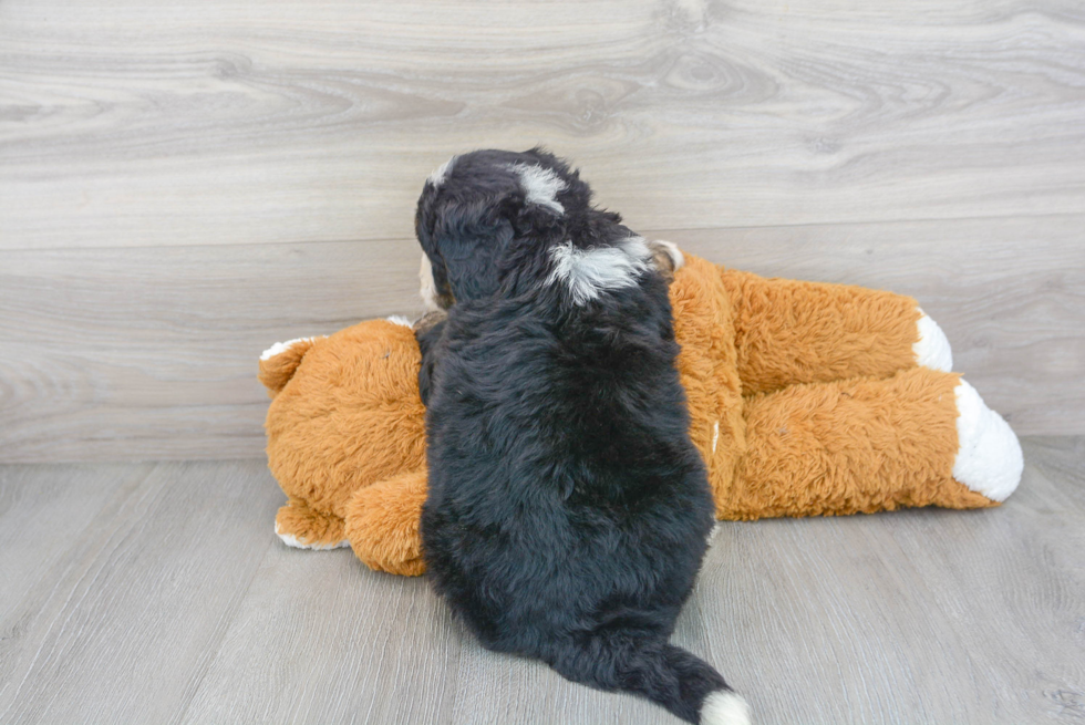 Mini Bernedoodle Pup Being Cute