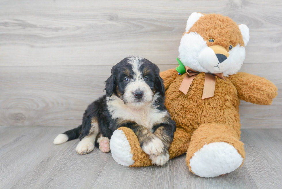 Popular Mini Bernedoodle Poodle Mix Pup