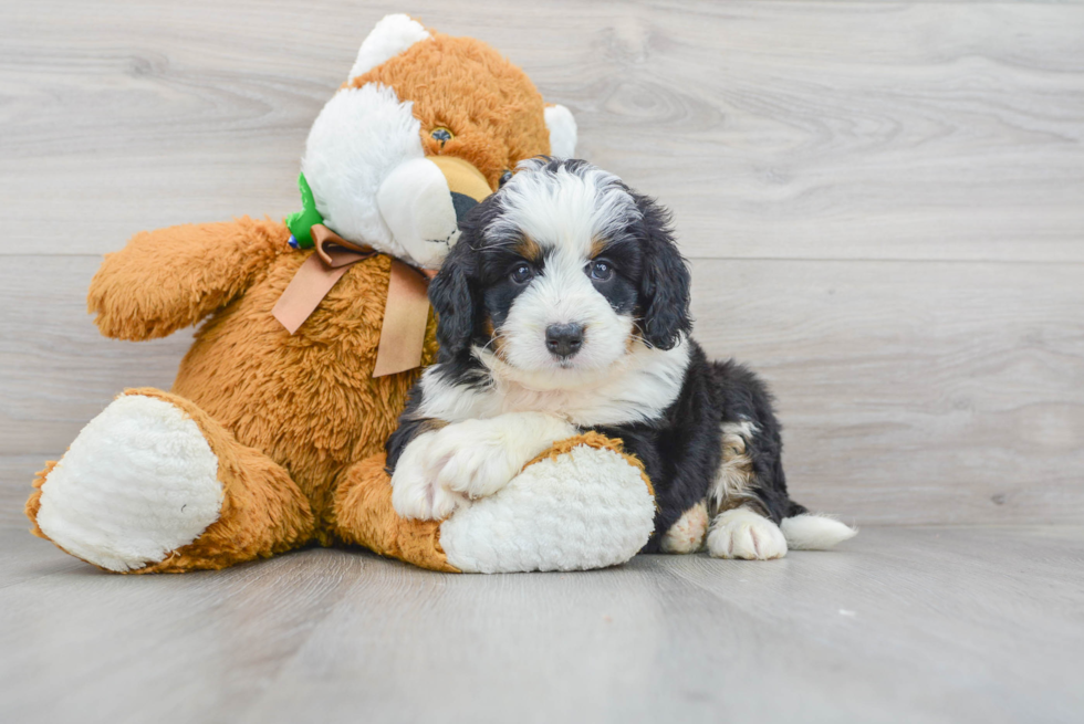 Hypoallergenic Bernadoodle Poodle Mix Puppy