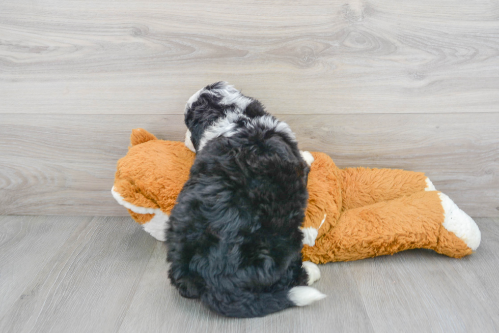 Mini Bernedoodle Puppy for Adoption