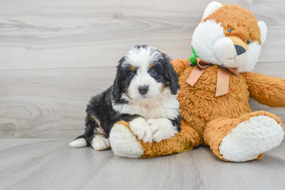 Best Mini Bernedoodle Baby