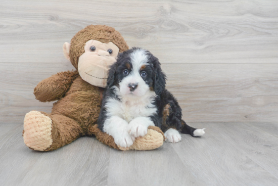 Sweet Mini Bernedoodle Baby