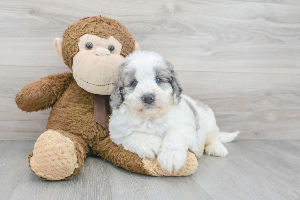 Mini Bernedoodle Pup Being Cute