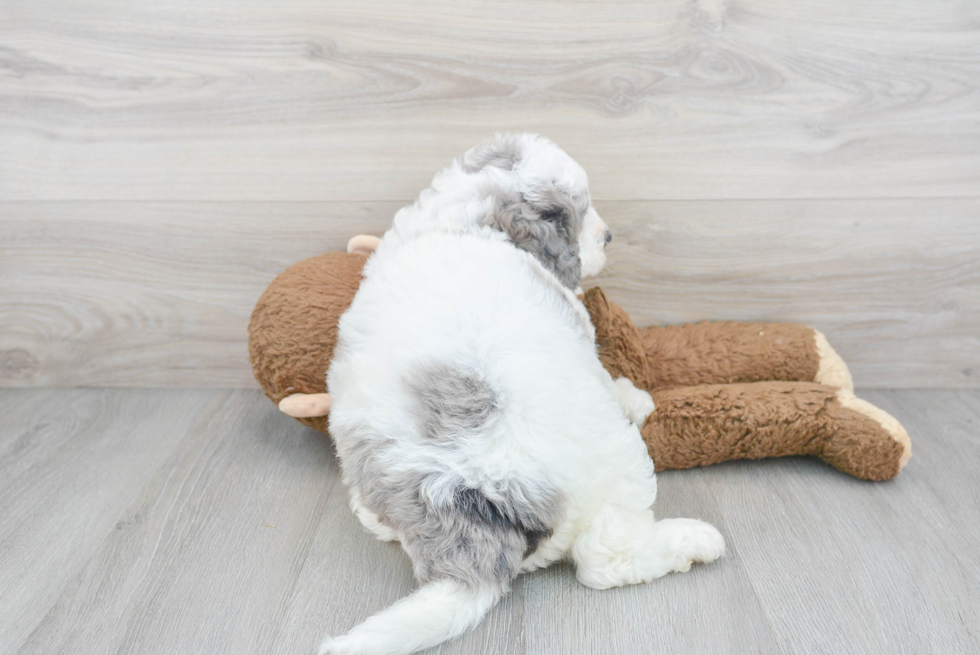 Mini Bernedoodle Pup Being Cute