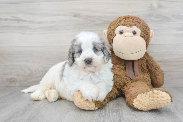 Mini Bernedoodle Pup Being Cute