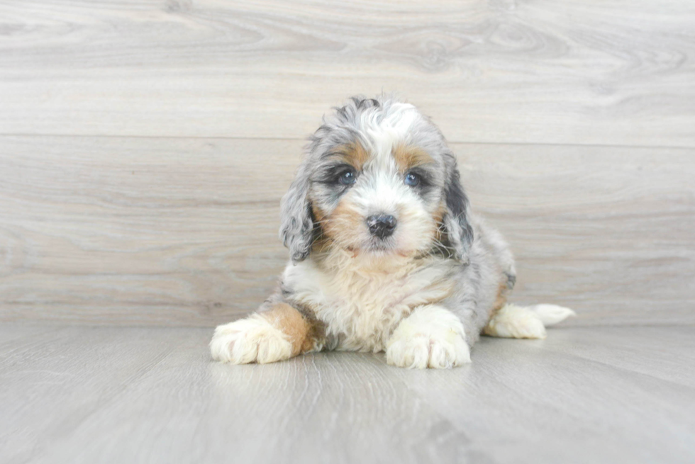 Mini Bernedoodle Pup Being Cute