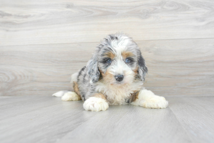 Small Mini Bernedoodle Baby