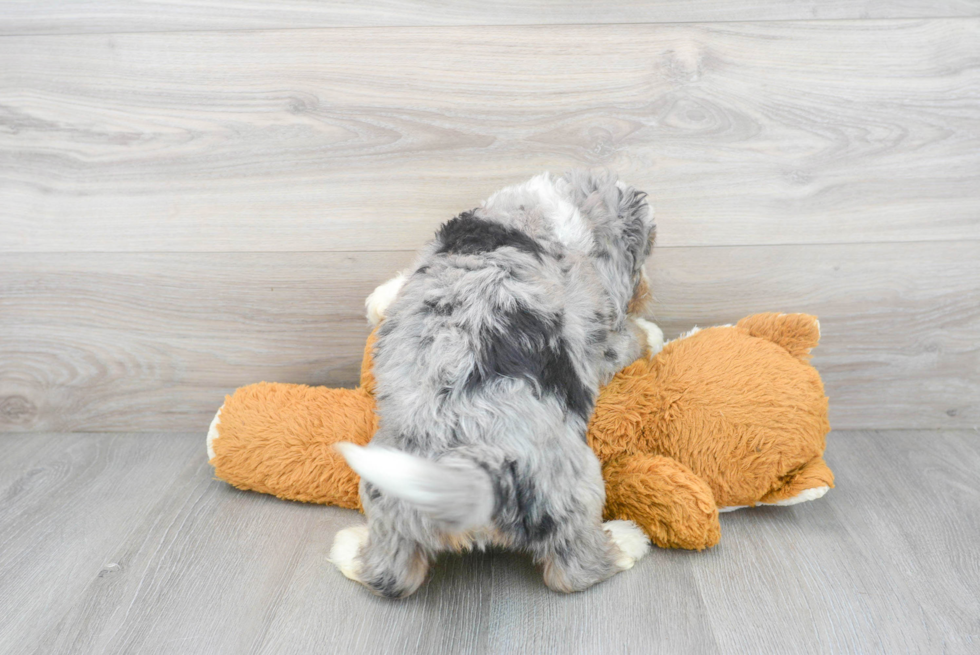 Mini Bernedoodle Pup Being Cute