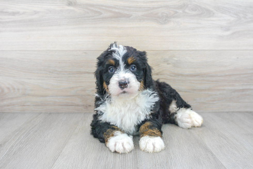 Happy Mini Bernedoodle Baby