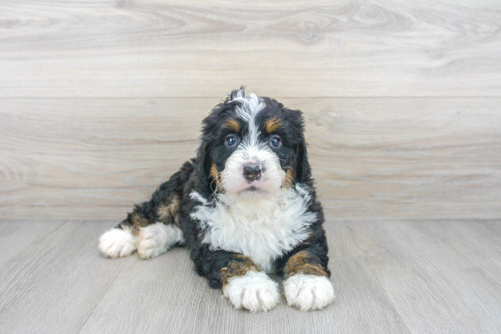 Energetic Mini Berniedoodle Poodle Mix Puppy