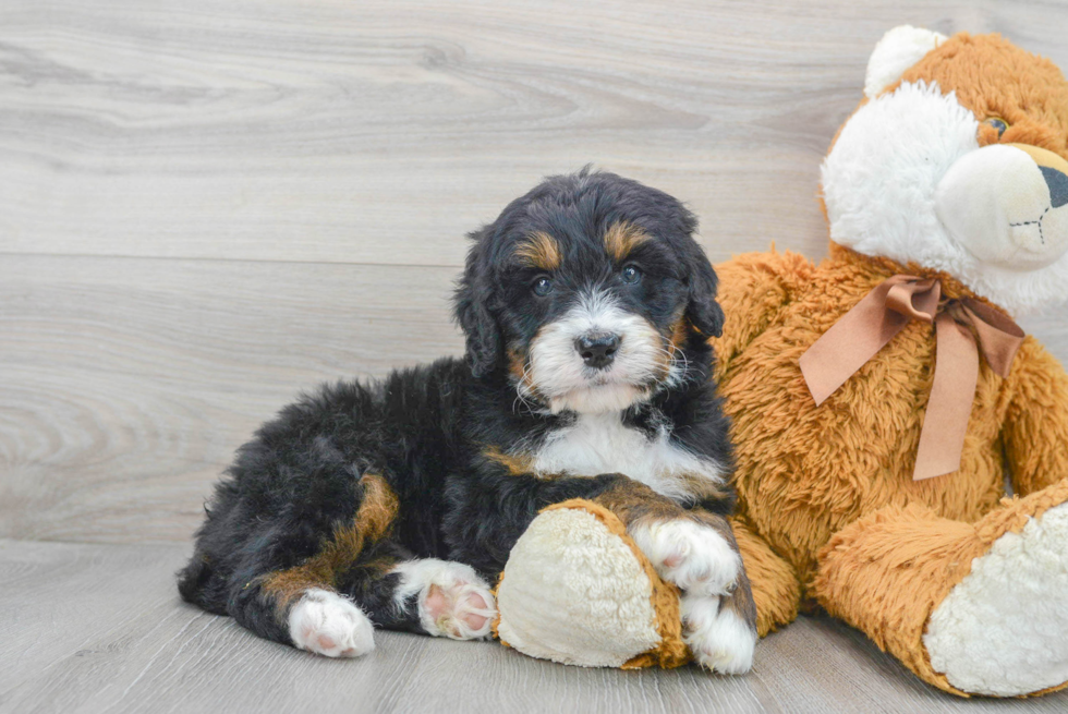 Mini Bernedoodle Puppy for Adoption