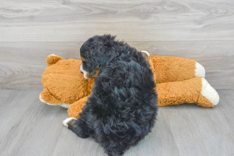 Mini Bernedoodle Puppy for Adoption