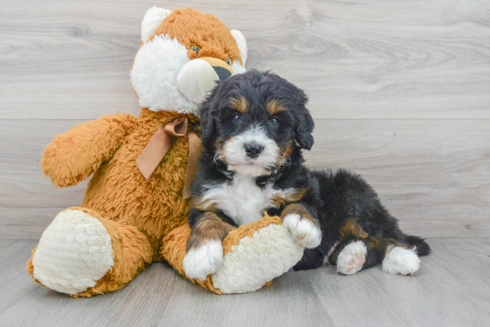 Mini Bernedoodle Puppy for Adoption