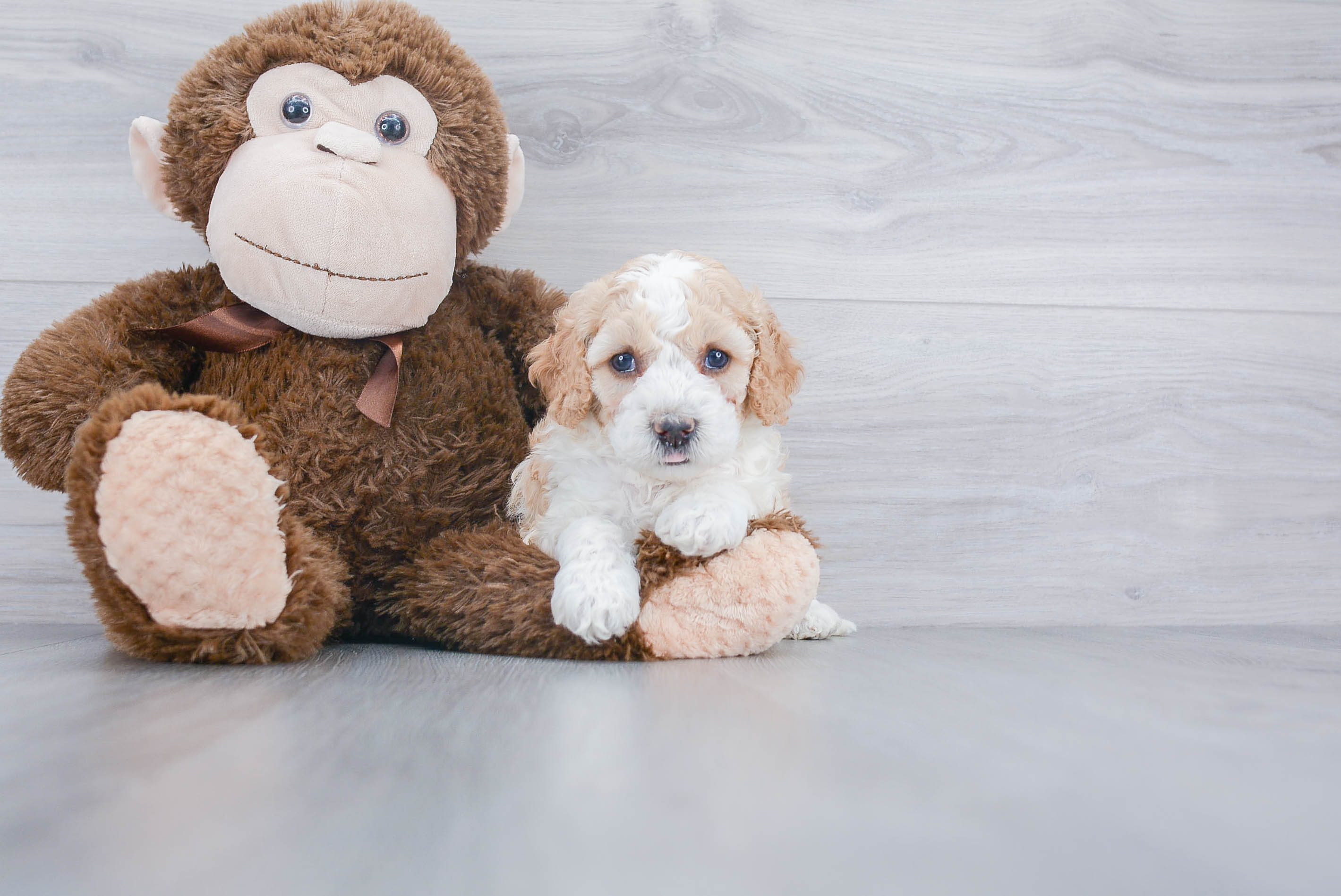 Mini Bernedoodle Puppy for Adoption