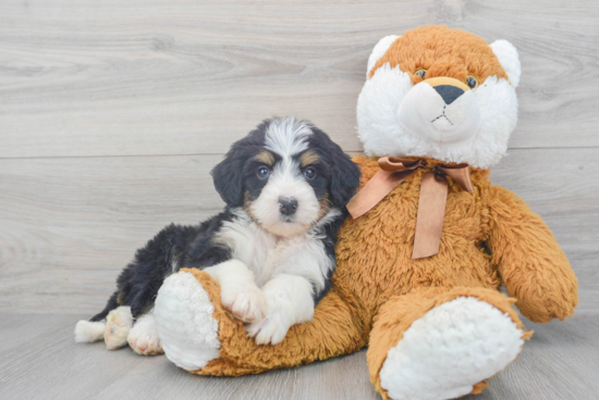 Little Bernadoodle Poodle Mix Puppy