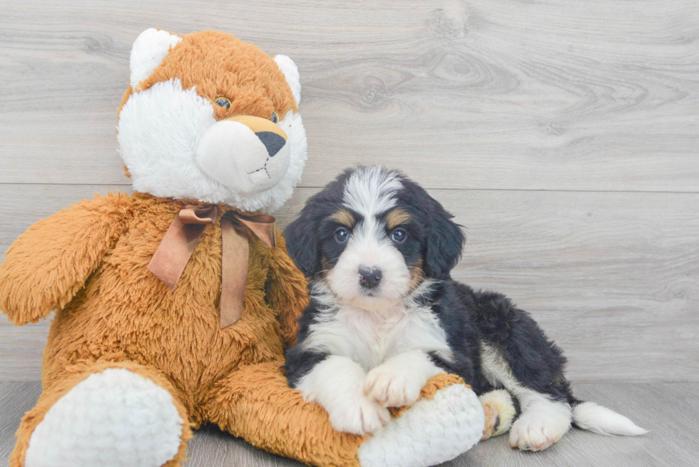 Mini Bernedoodle Pup Being Cute