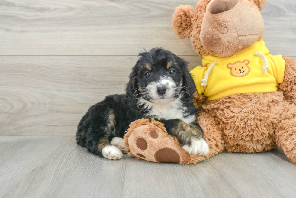 Sweet Mini Bernedoodle Baby