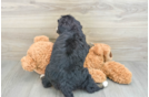 Funny Mini Bernedoodle Poodle Mix Pup