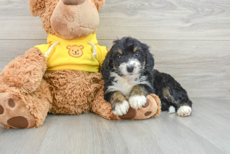 Mini Bernedoodle Puppy for Adoption