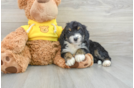 Mini Bernedoodle Puppy for Adoption