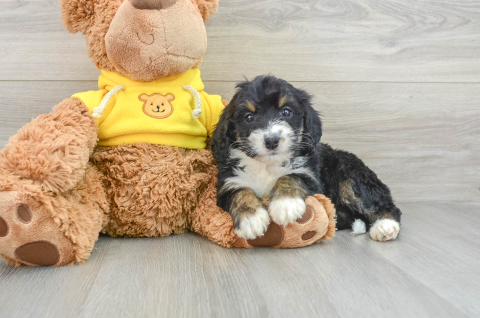 6 week old Mini Bernedoodle Puppy For Sale - Premier Pups