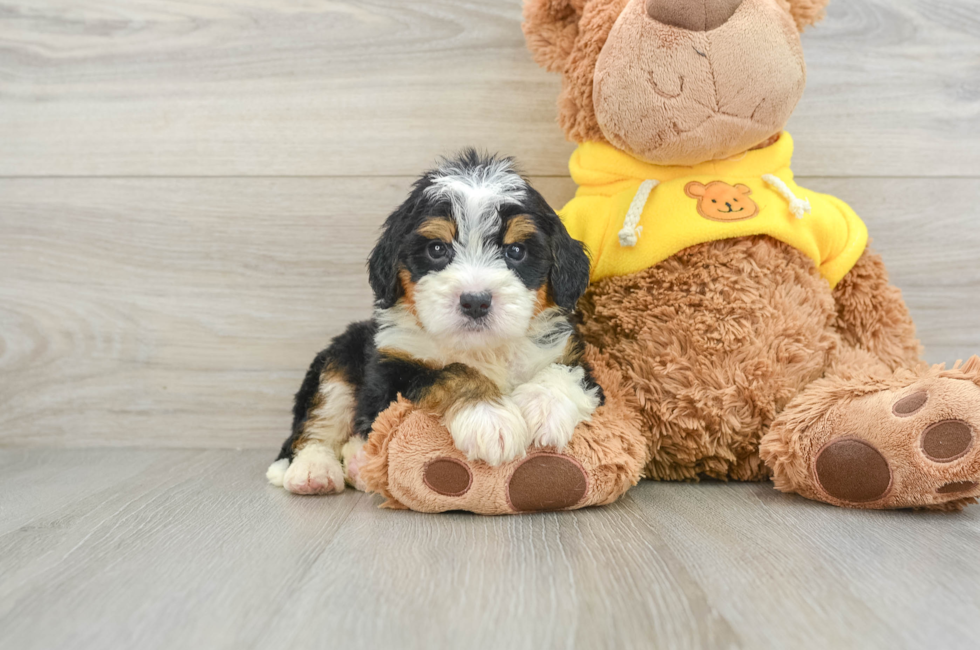 5 week old Mini Bernedoodle Puppy For Sale - Premier Pups