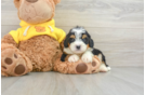 Fluffy Mini Bernedoodle Poodle Mix Pup