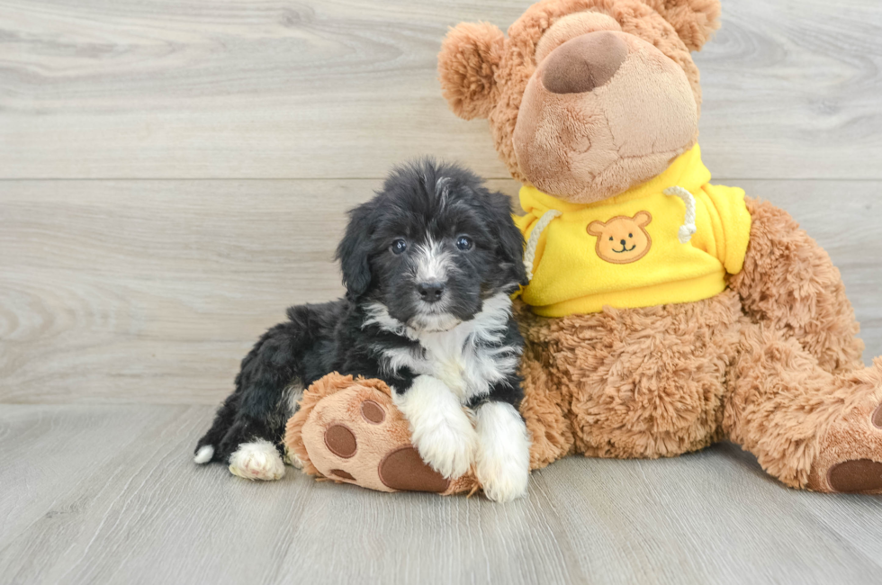 6 week old Mini Bernedoodle Puppy For Sale - Premier Pups