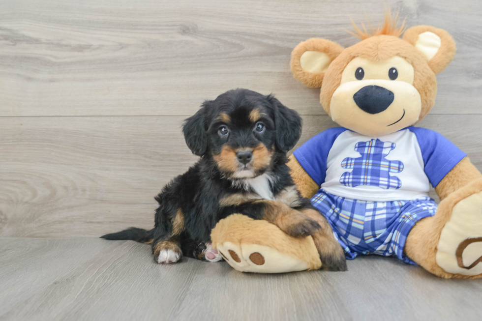 Mini Bernedoodle Puppy for Adoption