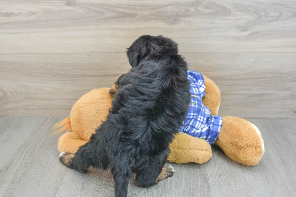 Mini Bernedoodle Puppy for Adoption