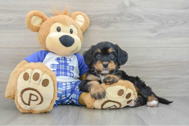 Small Mini Bernedoodle Baby