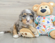 8 week old Mini Bernedoodle Puppy For Sale - Premier Pups