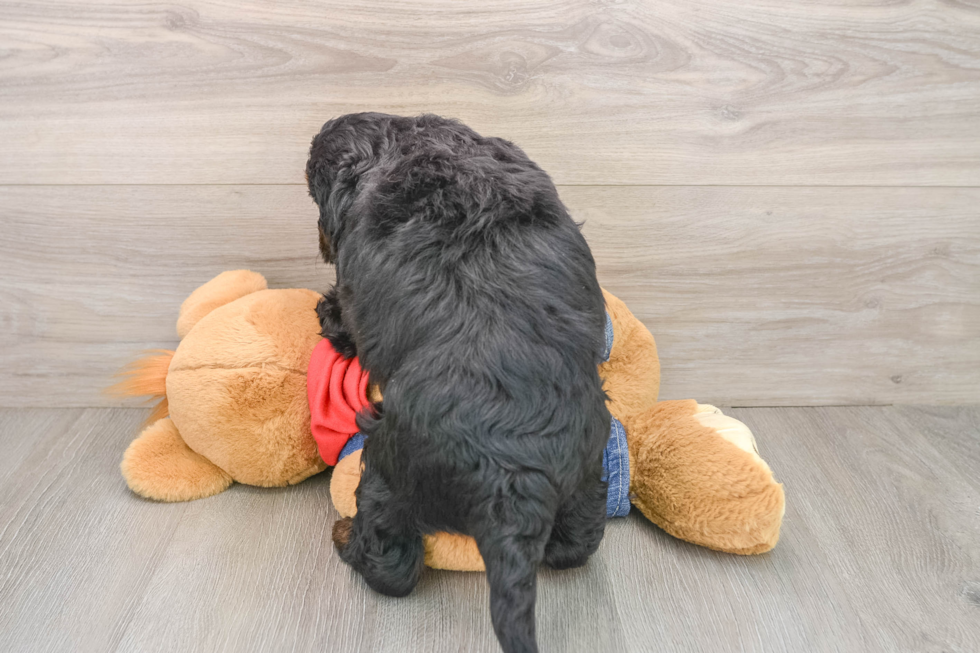 Mini Bernedoodle Puppy for Adoption