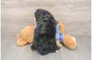 Mini Bernedoodle Puppy for Adoption