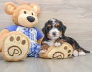 6 week old Mini Bernedoodle Puppy For Sale - Premier Pups
