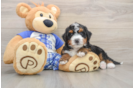 Mini Bernedoodle Puppy for Adoption