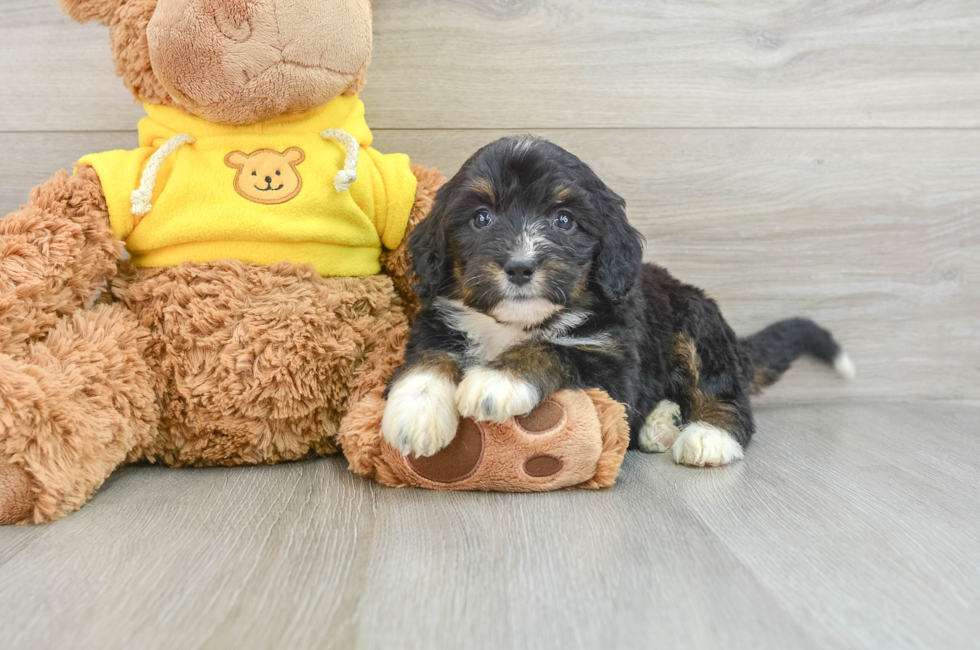 6 week old Mini Bernedoodle Puppy For Sale - Premier Pups