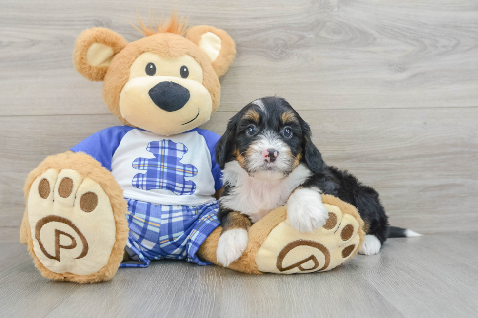 Sweet Mini Bernedoodle Baby