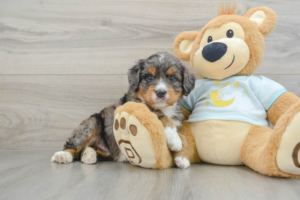 Playful Mini Bernadoodle Poodle Mix Puppy